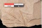 Foto (Detailansicht) von Taxodium distichum miocenicum Heer (NHMW-GEO-2024-0188-6424)